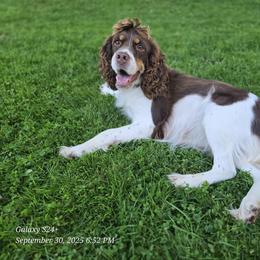 Penny - English Springer Spaniel