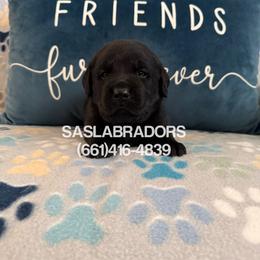 Boy 1 - Black male Labrador Retriever puppy in Palmdale, California from Sweet As Sugar Labradors