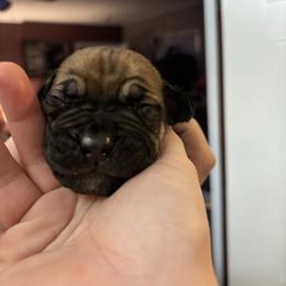 Male - Fawn male Boerboel puppy in Flemingsburg, Kentucky from Aussgardian Boerboels