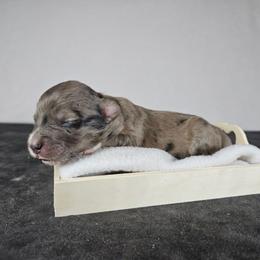 Summit - Blue merle female Aussiedoodle puppy in Doerun, Georgia from Twig & Tail Puppies