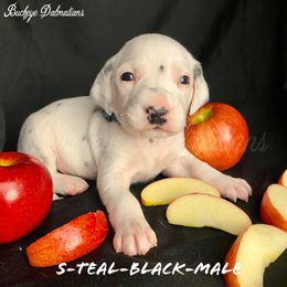 Dalmatian Puppies from Buckeye Dalmatians