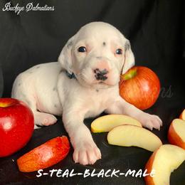 Dalmatian Puppies from Buckeye Dalmatians
