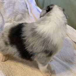 "Merle Boy #3 DOB 12/05/22" Collie Puppies from ColliesOklahoma