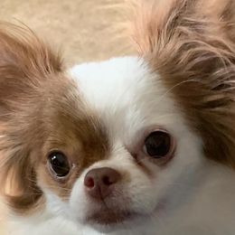 Selena - Chihuahua