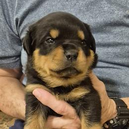 George- Blue collar boy 7 - Black and mahogany male Rottweiler puppy in Carnesville,, Georgia from Von Knopf Rottweilers