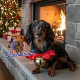 Jazz - Dachshund