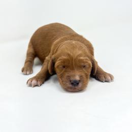 INDY - Red  female Goldendoodle puppy in Davison, Michigan from Dreaming Doodles