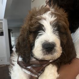 Saint Berdoodle Puppies from Country Manor Saint Berdoodles