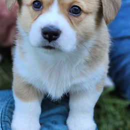 Pembroke Welsh Corgi Puppies from Enchanted Corgis