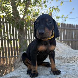 Father's Day Ready Yellow - Black and tan female Black and Tan Coonhound puppy in Pueblo, Colorado from BT Coonhound