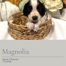 Magnolia - Black and white female English Springer Spaniel puppy in Arcadia, Florida from Redemption Fields Springer Spaniels