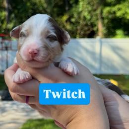 Twitch (long tail) - Red merle male Australian Shepherd puppy in Jacksonville, Florida from Solace Australian Shepherds