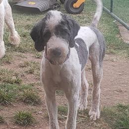 Chevy - Sheepadoodle