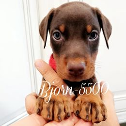 Bjorn - Red and rust male Doberman Pinscher puppy in Aurora, Indiana from Double-Take Doberman Kennels
