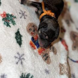 Miniature Schnauzer Puppies from T&T