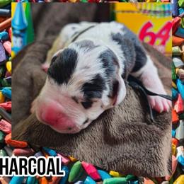 Charcoal - Harlequin male Great Dane puppy in Brookings, South Dakota from Debonair Danes