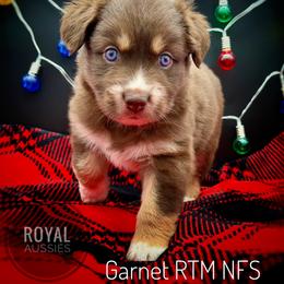 Garnet - Red tri-color male Australian Shepherd puppy in Petersburg, Indiana from Royal Aussie’s