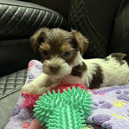Maleficent AKC - Chocolate, tan and white female Yorkshire Terrier puppy in Labelle, Florida from Chocolate and Parti Yorkies in Florida