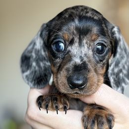 Winter (Winnie) - Dapple Dachshund puppy in Fitzgerald, Georgia from Brooke Haven Dachshunds