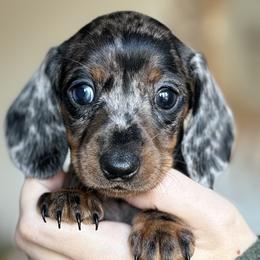 Winter (Winnie) - Dapple Dachshund puppy in Fitzgerald, Georgia from Brooke Haven Dachshunds