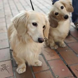 Dachshund puppies from English Cream Dachshunds