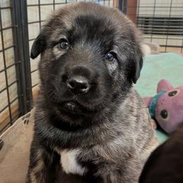 Einstein - Brindle male Anatolian Shepherd Dog puppy in Princeton, Oregon from Learning With Dogs