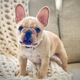 French Bulldog Puppies from Creme De La Creme Frenchies