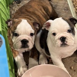 Bulldog and French Bulldog Puppies from Empire Bulldogs & French Bulldogs