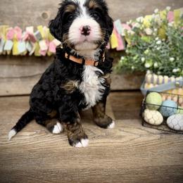 Kai - Tri-color male Bernedoodle puppy in Idaho from Bernese By Barzees