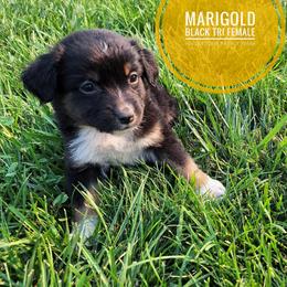 Marigold - Black tri female Miniature Australian Shepherd puppy in Kettle Falls, Washington from Ellie's Miniature Australian Shepherds