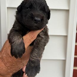 Boy 3 - male Leonberger puppy in Manchester, Tennessee from Bois D’Arc Leonbergers