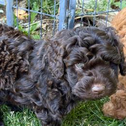 BART - Chocolate male Labradoodle puppy in Lancaster, California from Mini Doodles
