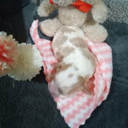Cookie - Tan and white female Cavachon puppy in Millersburg, Ohio from My Furry Friends