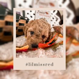 Goldendoodle Puppies from The Dood Effect