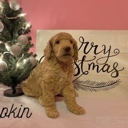 Poodle Puppies from Cosmic Caliber Standard Poodles