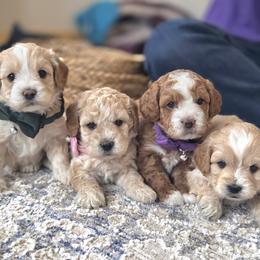 Cavapoo and Dachshund Puppies from Barnyard Dachshunds, Dals & Doodles