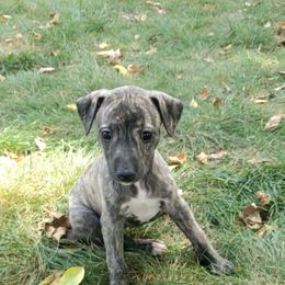 Joanne - Black brindle female Whippet puppy in Davenport, Iowa from Whippety Split