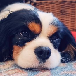 Maverick - Cavalier King Charles Spaniel