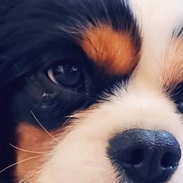 Maverick - Cavalier King Charles Spaniel