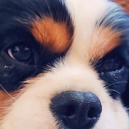 Maverick - Cavalier King Charles Spaniel