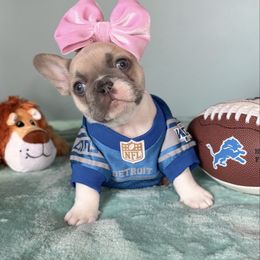 Louie - Tricolors female French Bulldog puppy in Sterling Heights, Michigan from Freshwater Frenchies