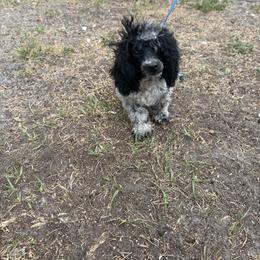 AKC Mobie - Parti male Poodle puppy in Holiday, Florida from In the Name of Fluff