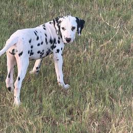 Cupcake - White and black female Dalmatian puppy in Austin, Texas from Dazzling Dalz