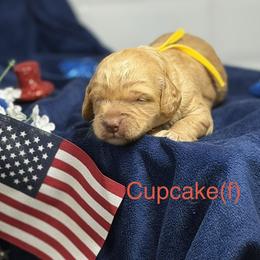 Cupcake - Caramel female Australian Labradoodle puppy in Citrus Heights, California from Elite Blend Labradoodles