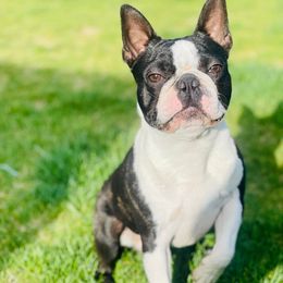 Boston Terriers and French Bulldogs from LEBulldogs