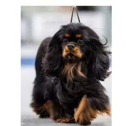 Penelope - Cavalier King Charles Spaniel