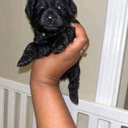 Froggy 2000 - Black male Yorkipoo puppy in Gastonia, North Carolina from Banks Dynasty Kennel