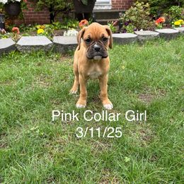 Pink Collar Girl - Fawn Boxer puppy in East Longmeadow, Massachusetts from Boxer Bliss