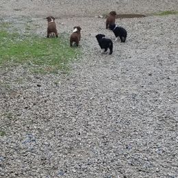 Australian Shepherd Puppies from Brouillard Farm