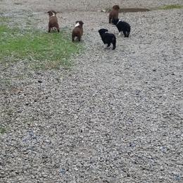 Australian Shepherd Puppies from Brouillard Farm